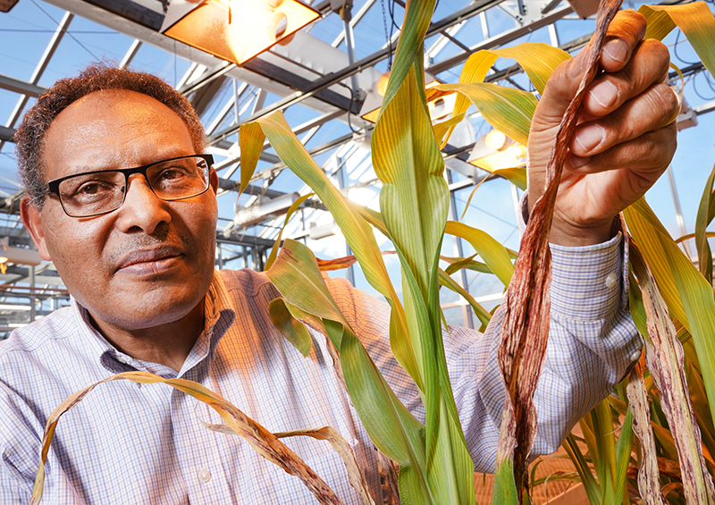 New technology helps Ethiopian farmers increase sorghum yields
